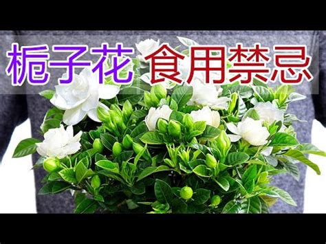 槴子花盆栽|梔子花的栽培照護方法